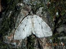 Epirrita christyi самец